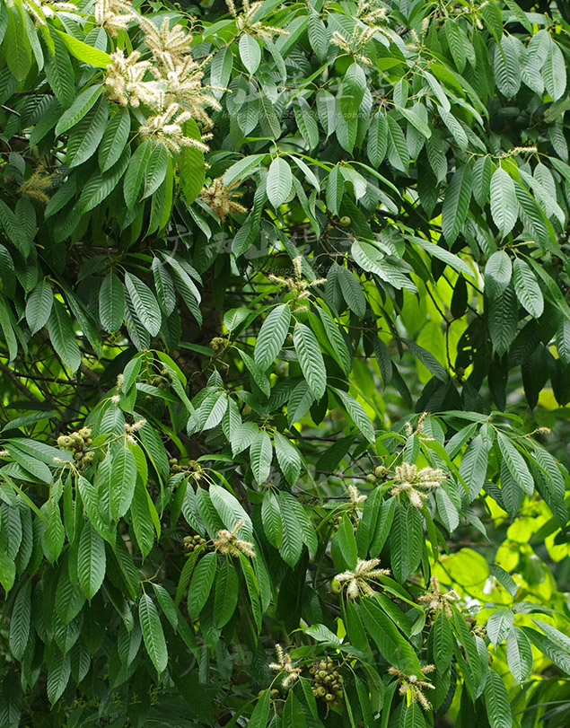 風流果花