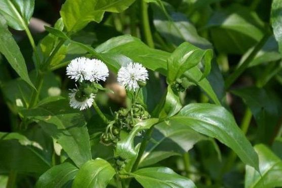 光冠水菊 光冠水菊