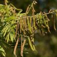 白灰毛豆(山毛豆) 白灰毛豆(山毛豆)