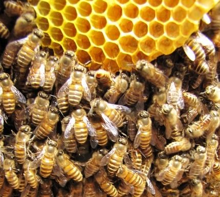 蜜蜂是一種社會性昆蟲