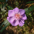 毛菍(黃狸膽)