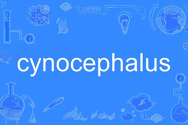 cynocephalus cynocephalus