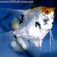 金頭神仙魚 金頭神仙魚