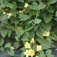 密序馬藍 密序馬藍