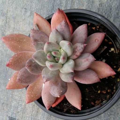 處女座(景天科擬石蓮屬植物) 處女座(景天科擬石蓮屬植物)