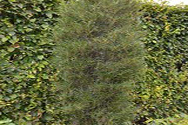 Frangula alnus \x27Ron Williams\x27 Frangula alnus \x27Ron Williams\x27