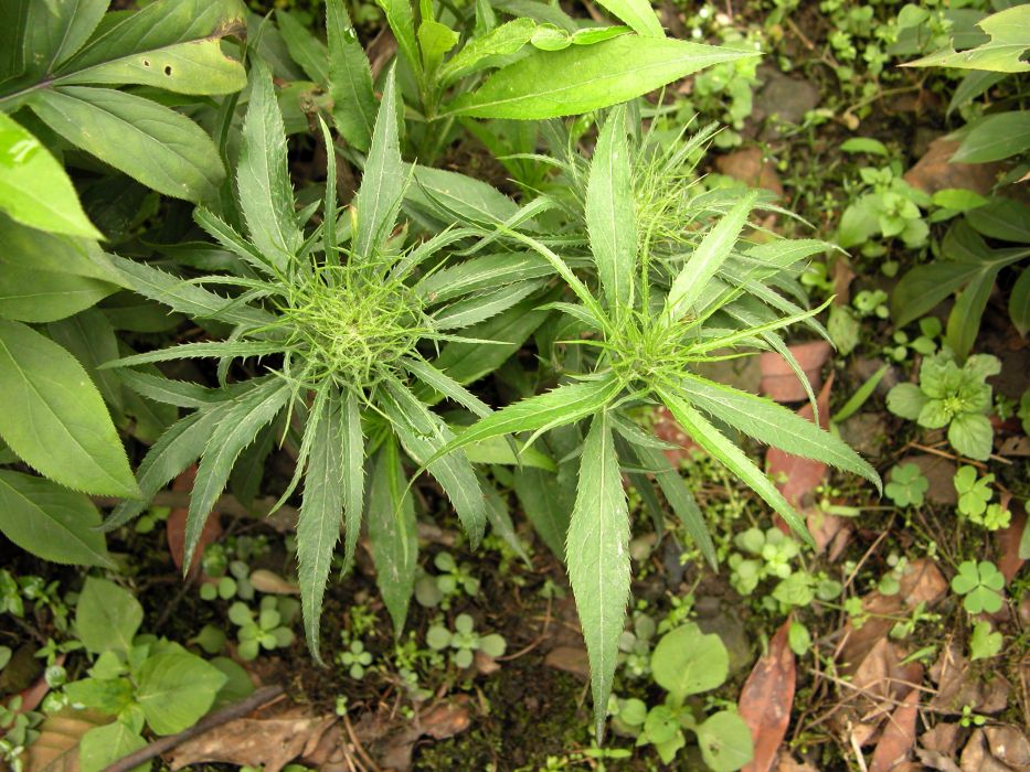 鹹豐白朮 鹹豐白朮