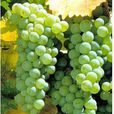 Romorantin Romorantin