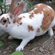 七彩獺兔 七彩獺兔
