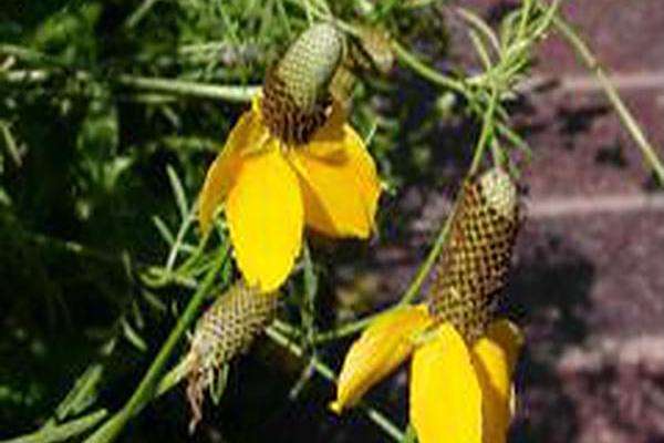 Ratibida columnifera Ratibida columnifera
