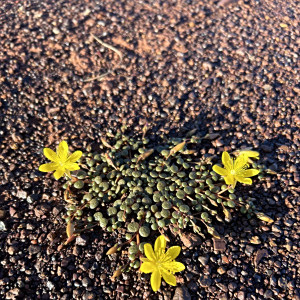 Portulaca cyclophylla