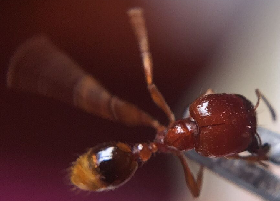 黑溝盲切葉蟻的兵蟻正在撕咬鑷子（頭部黑線明顯可見）