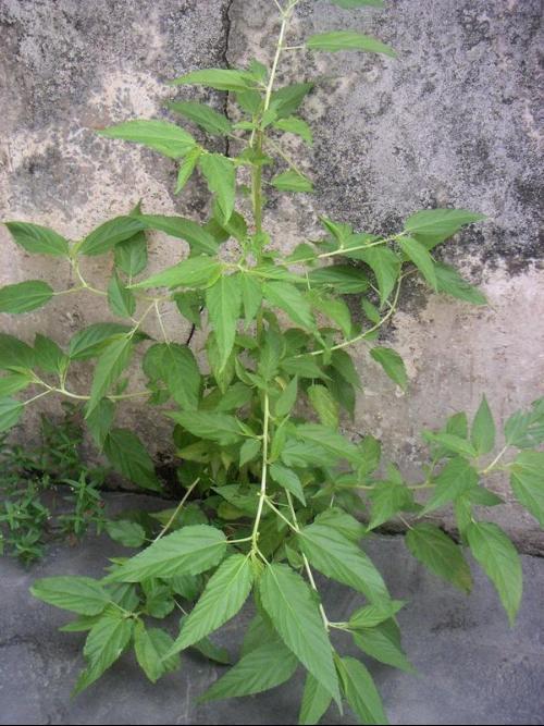 火麻頭 火麻頭