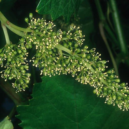 葡萄(Vitis vinifera)