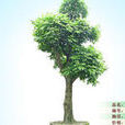 仁面樹 仁面樹