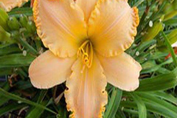 Hemerocallis \x27Apricot Petticoats\x27