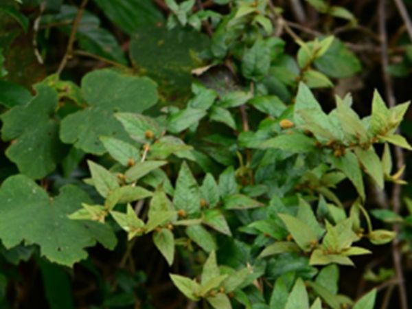 蜜桶花 蜜桶花