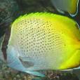 貢氏蝴蝶魚 貢氏蝴蝶魚