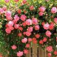 都市麗人(薔薇屬栽培品種) 都市麗人(薔薇屬栽培品種)
