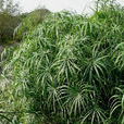 水竹(禾本科剛竹屬植物)