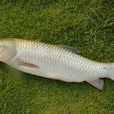草魚(水生生物)