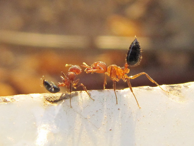 黑褐舉腹蟻 - 工蟻