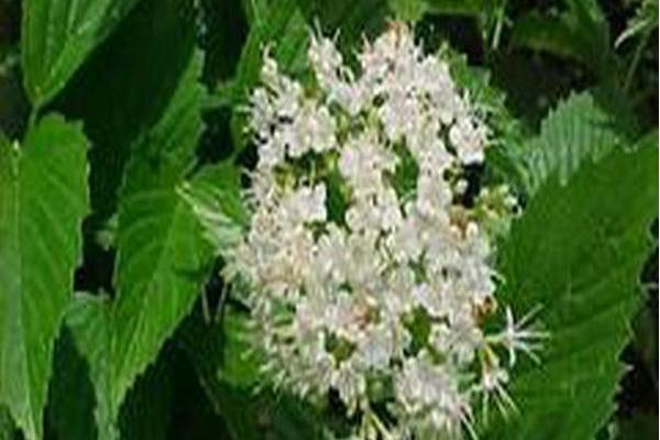 Viburnum dentatum