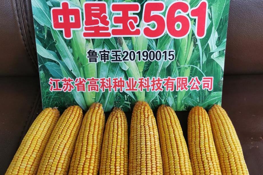 中墾玉561 中墾玉561