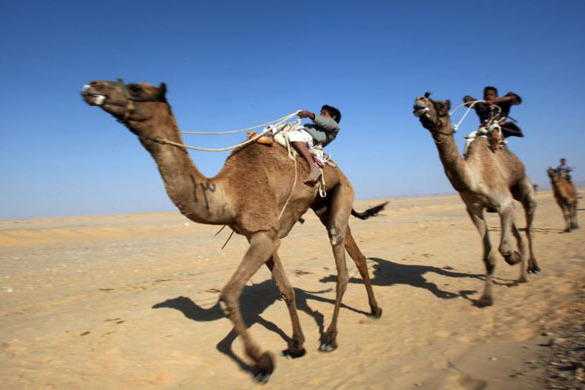Camels Camels