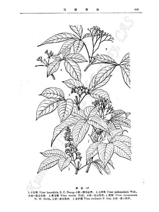 黃毛荊 黃毛荊