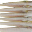 黃河口刀魚