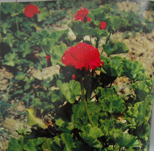 石臘紅－原植物