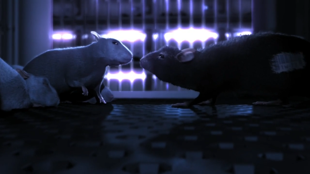 One Rat Short One Rat Short