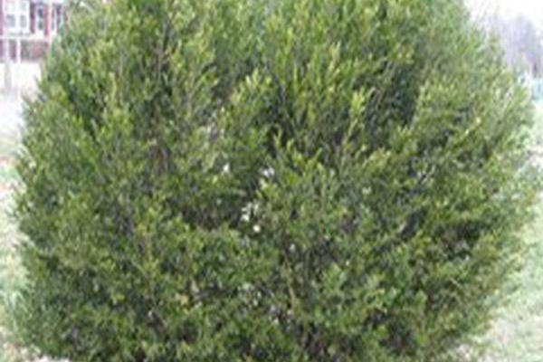 Buxus sempervirens \x27Salicifolia\x27 Buxus sempervirens \x27Salicifolia\x27