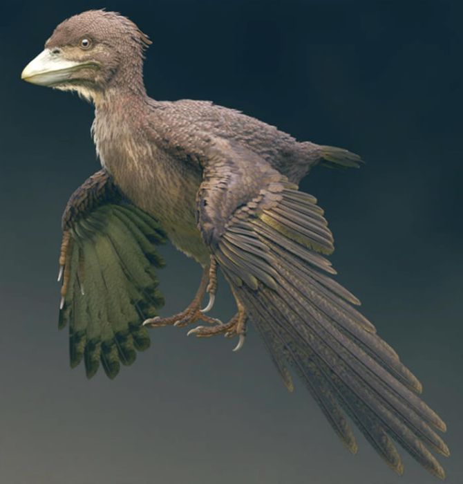 Fukuipteryx prima Fukuipteryx prima