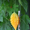 金鈴子(葫蘆科苦瓜屬植物) 金鈴子(葫蘆科苦瓜屬植物)