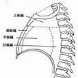 中縱隔 中縱隔