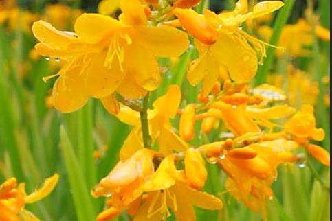 Crocosmia × crocosmiiflora \x27Buttercup\x27 Crocosmia × crocosmiiflora \x27Buttercup\x27