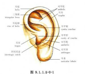 耳廓再造術