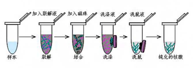 磁珠法核酸提取過程示意圖