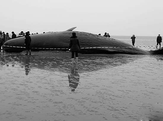 3·16江蘇鹽城鯨魚擱淺事件