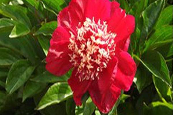 Paeonia lactiflora \x27Charles Burgess\x27 Paeonia lactiflora \x27Charles Burgess\x27