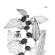 暗色菝葜