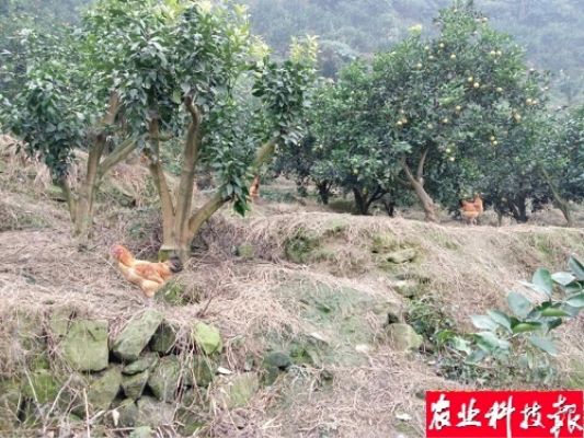 農鳳雞 農鳳雞