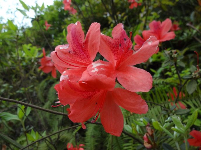 大硃砂杜鵑 大硃砂杜鵑