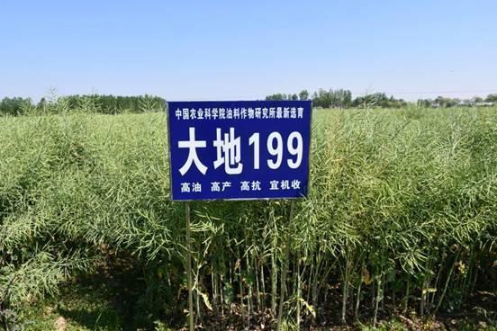 大地199 大地199