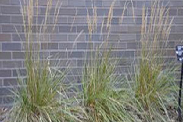 Calamagrostis × acutiflora \x27Overdam\x27 Calamagrostis × acutiflora \x27Overdam\x27