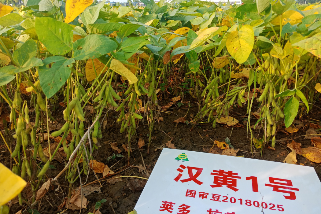 漢黃1號 漢黃1號