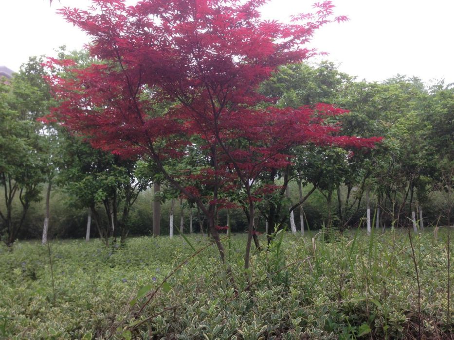 章坑村(浙江省平陽縣山門鎮下轄村) 章坑村(浙江省平陽縣山門鎮下轄村)