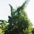介宇柏 介宇柏